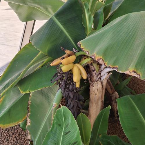 Bananen